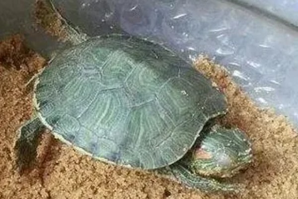 乌龟冬眠结束后喂什么，鱼肉、虾肉、猪肉都能饲喂