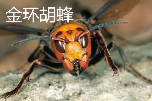 被马蜂蛰了如何处理,涂抹云南白药可快速消肿止痛