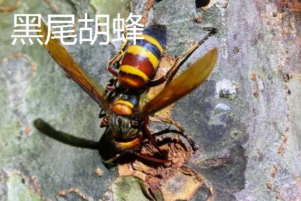 被马蜂蛰了如何处理,涂抹云南白药可快速消肿止痛