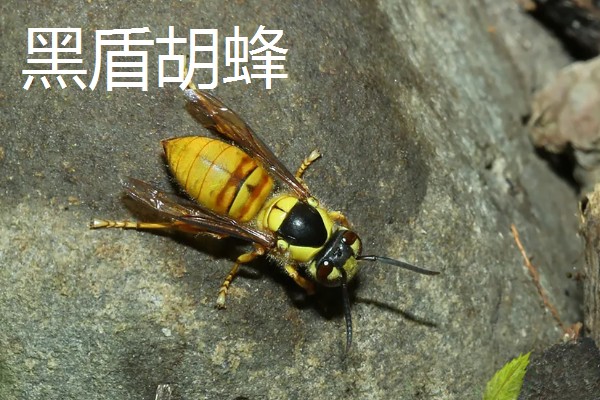 被马蜂蛰了如何处理,涂抹云南白药可快速消肿止痛