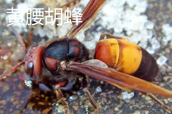 被马蜂蛰了如何处理,涂抹云南白药可快速消肿止痛