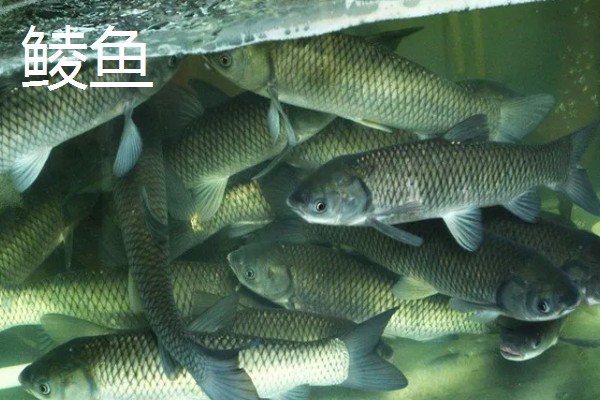 鲮鱼可以长到什么程度,成年后体重大多是1斤左右
