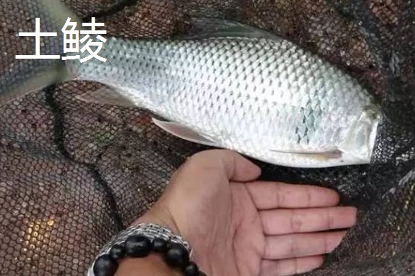 鲮鱼可以长到什么程度,成年后体重大多是1斤左右