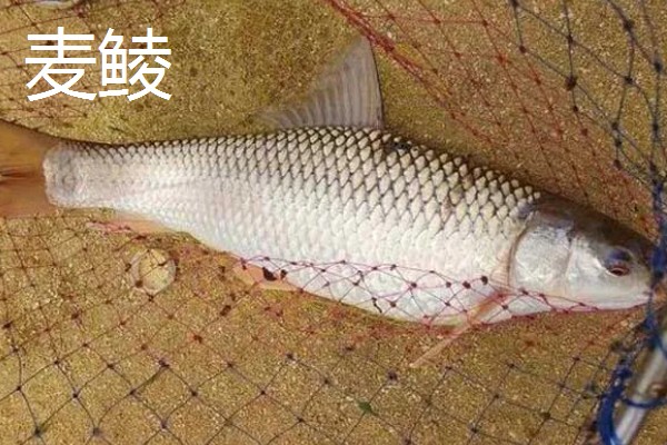 鲮鱼可以长到什么程度,成年后体重大多是1斤左右