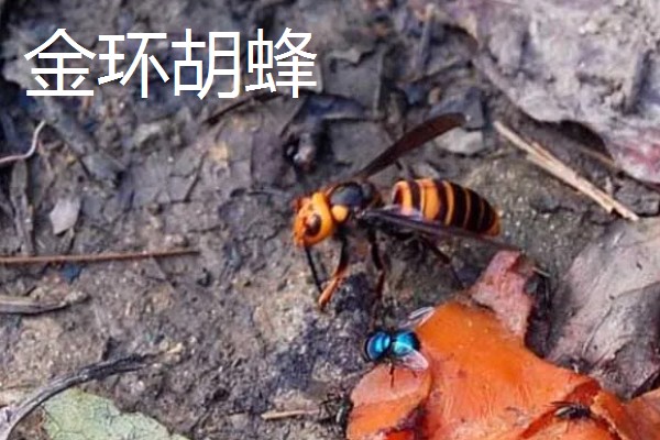 胡蜂是不是马蜂,属于同一个品种