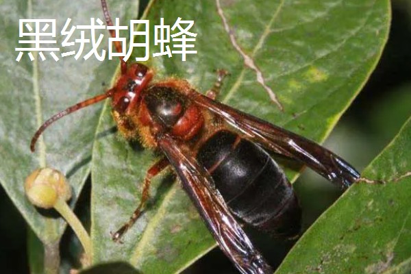胡蜂是不是马蜂,属于同一个品种