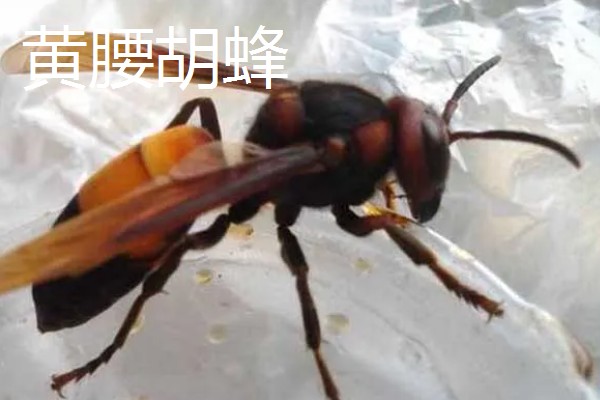 胡蜂是不是马蜂,属于同一个品种