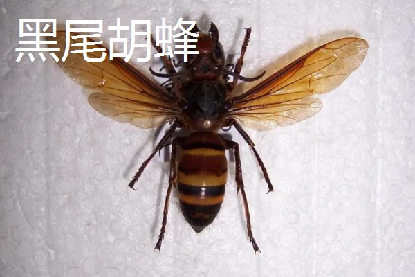 胡蜂是不是马蜂,属于同一个品种