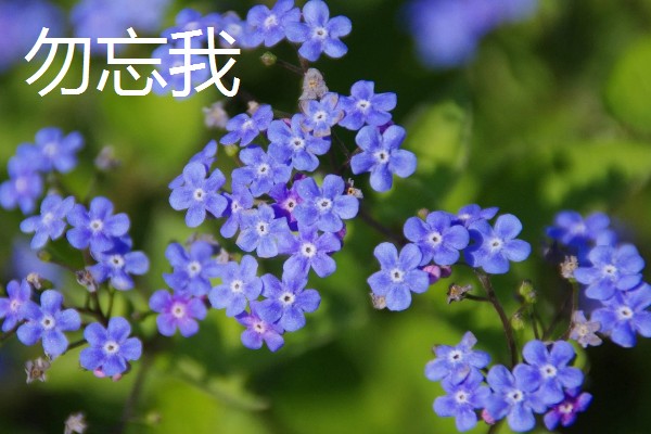 蓝色花代表的含义，不同品种的寓意有区别