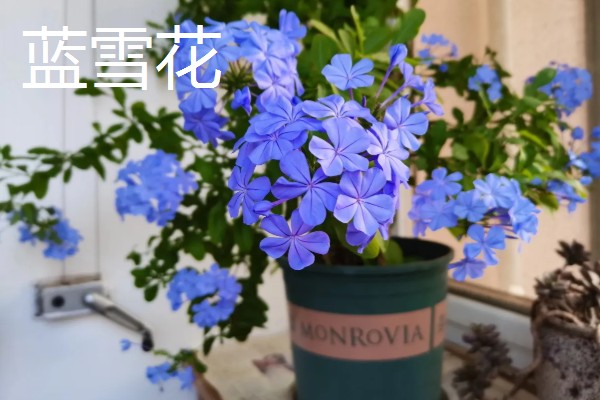 蓝色花代表的含义，不同品种的寓意有区别