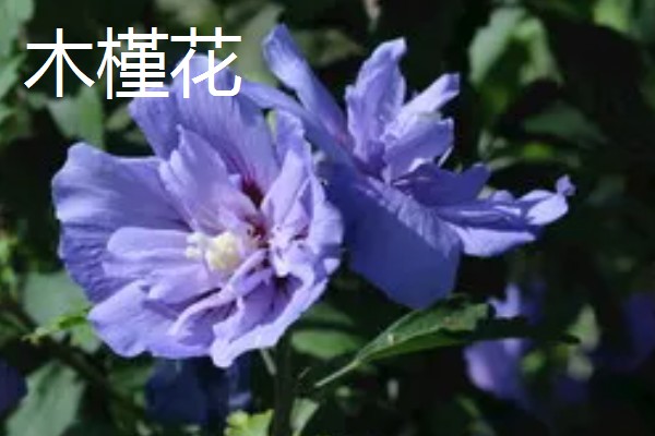 蓝色花代表的含义，不同品种的寓意有区别
