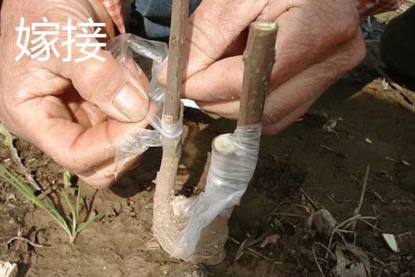 嫁接和扦插有什么区别，繁殖方式、繁殖季节等方面不同