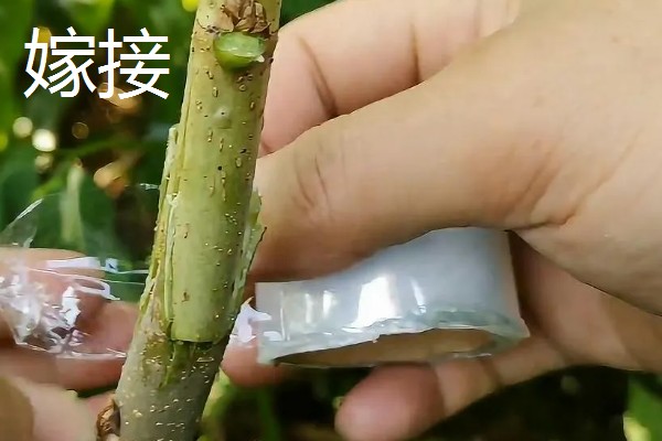 嫁接和扦插有什么区别，繁殖方式、繁殖季节等方面不同