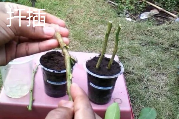 嫁接和扦插有什么区别，繁殖方式、繁殖季节等方面不同