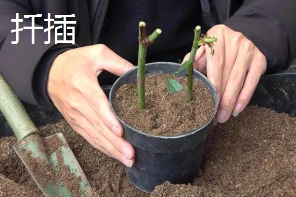 嫁接和扦插有什么区别，繁殖方式、繁殖季节等方面不同