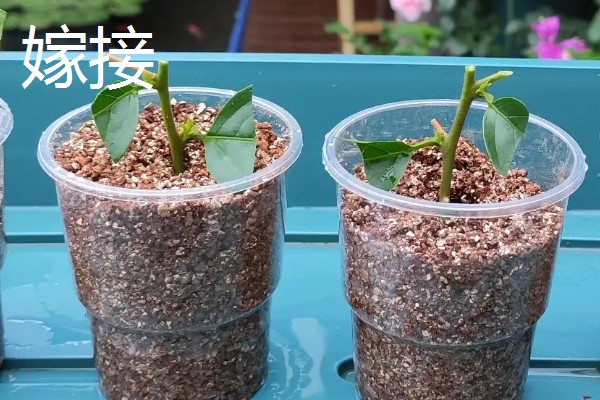 嫁接和扦插有什么区别，繁殖方式、繁殖季节等方面不同