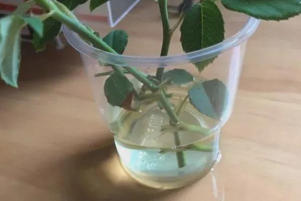 嫁接和扦插有什么区别，繁殖方式、繁殖季节等方面不同