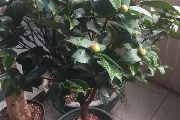 怎么养殖山茶花,生长盛期每隔半个月追肥一次