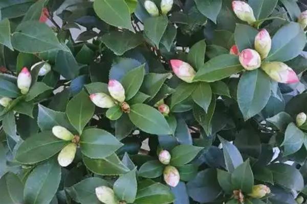 怎么养殖山茶花,生长盛期每隔半个月追肥一次
