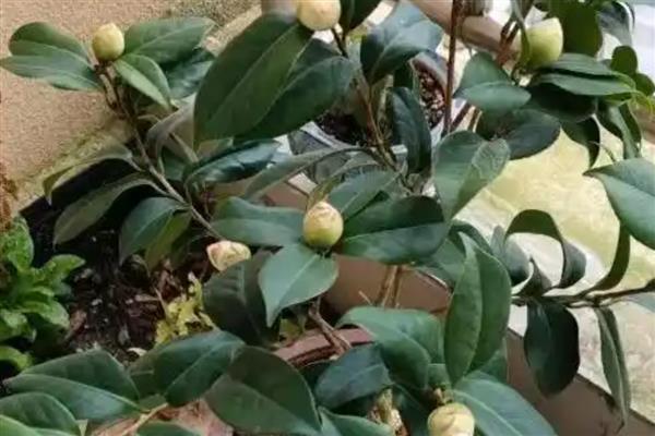 怎么养殖山茶花,生长盛期每隔半个月追肥一次