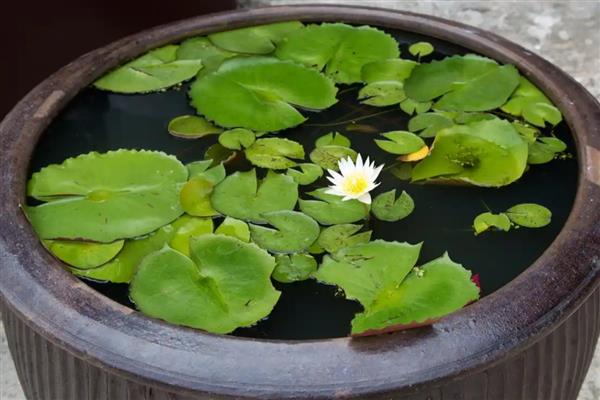 睡莲不开花的原因,缺少光照、温度过低等因素都会引起