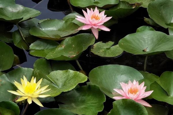 睡莲不开花的原因,缺少光照、温度过低等因素都会引起