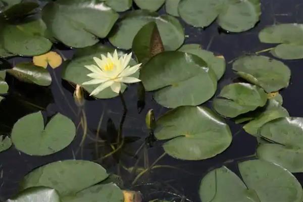 睡莲不开花的原因,缺少光照、温度过低等因素都会引起