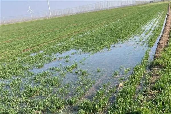 浇晚麦黄水容易死亡的原因，浇水过晚、水后高温均容易造成