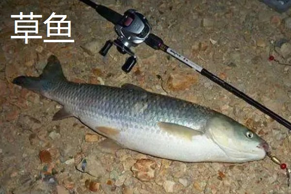 0.5号新关东钩可以钓哪些鱼类,鲤鱼、草鱼、鲢鳙均可垂钓