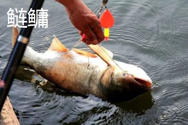 0.5号新关东钩可以钓哪些鱼类,鲤鱼、草鱼、鲢鳙均可垂钓