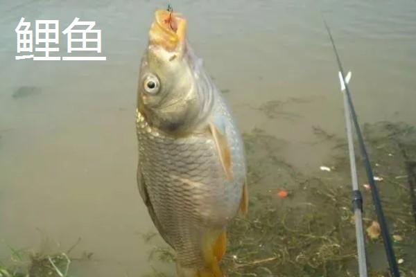 0.5号新关东钩可以钓哪些鱼类,鲤鱼、草鱼、鲢鳙均可垂钓