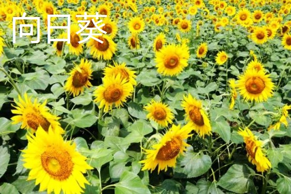 夏天有什么花卉开放,常见向日葵、荷花等品种
