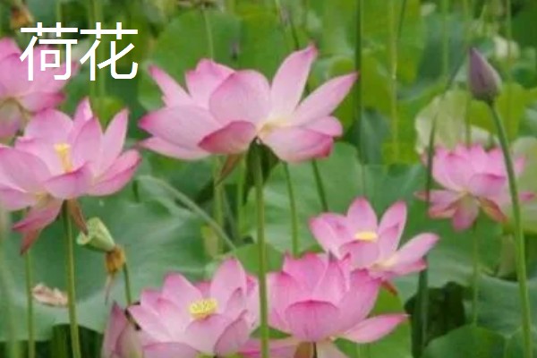 夏天有什么花卉开放,常见向日葵、荷花等品种