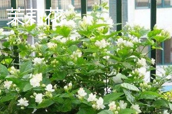 夏天有什么花卉开放,常见向日葵、荷花等品种