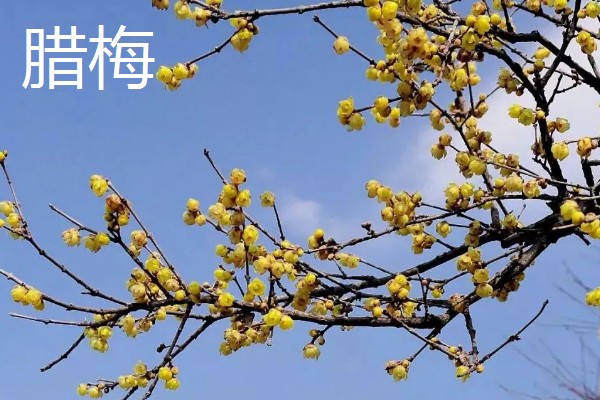 夏天有什么花卉开放,常见向日葵、荷花等品种