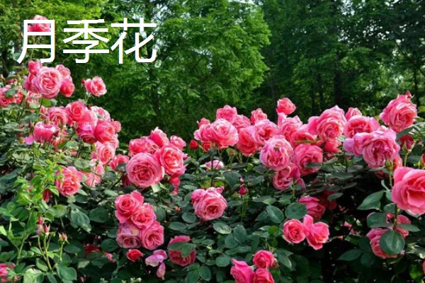 夏天有什么花卉开放,常见向日葵、荷花等品种