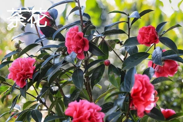夏天有什么花卉开放,常见向日葵、荷花等品种