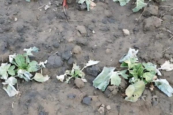 油菜倒伏时要拔掉还是扶正，在抽薹开花期倒伏可以扶正培土