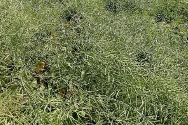 油菜倒伏时要拔掉还是扶正，在抽薹开花期倒伏可以扶正培土