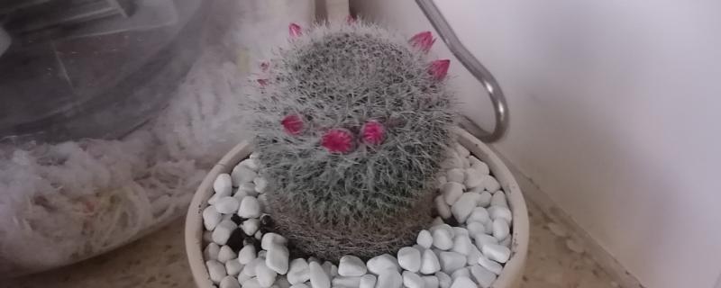 玉翁仙人球的养殖方法,光照充足才能提高观赏性