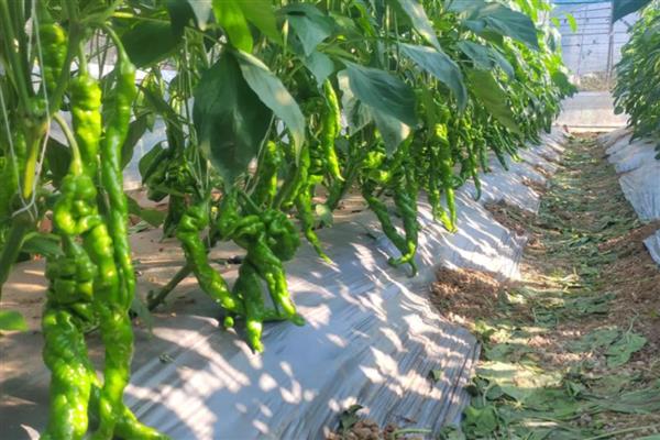 哪些蔬菜可以在6月份种植，选择辣椒、大白菜等品种