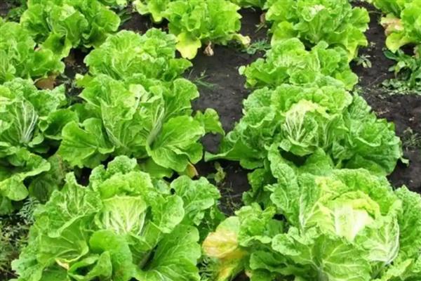 哪些蔬菜可以在6月份种植，选择辣椒、大白菜等品种