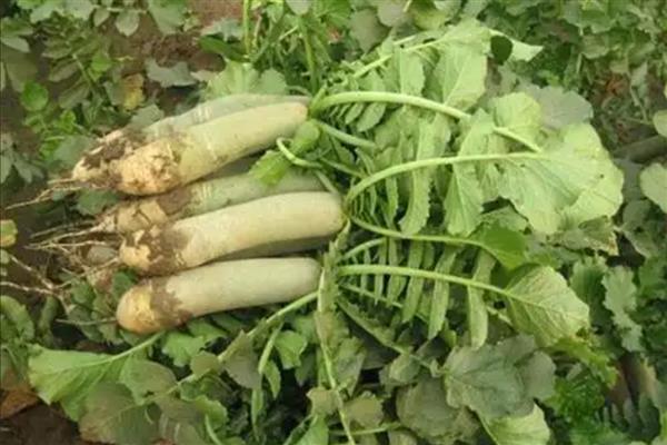 哪些蔬菜可以在6月份种植，选择辣椒、大白菜等品种