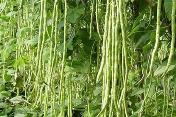 哪些蔬菜可以在6月份种植，选择辣椒、大白菜等品种