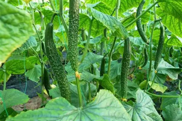 哪些蔬菜可以在6月份种植，选择辣椒、大白菜等品种