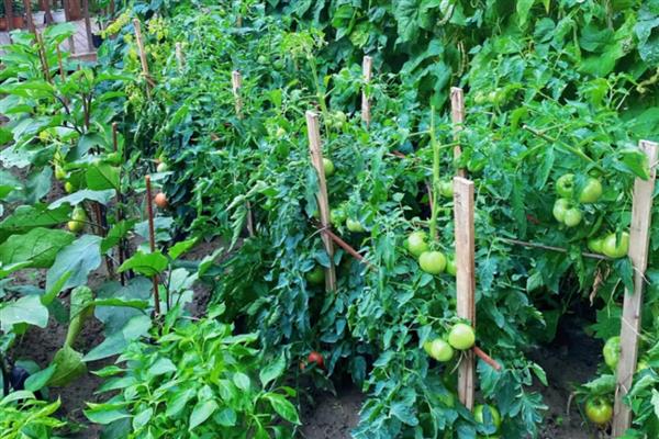 哪些蔬菜可以在6月份种植，选择辣椒、大白菜等品种
