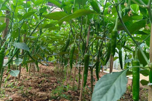 哪些蔬菜可以在6月份种植，选择辣椒、大白菜等品种