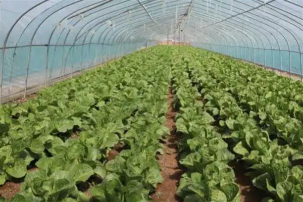 哪些蔬菜可以在6月份种植，选择辣椒、大白菜等品种