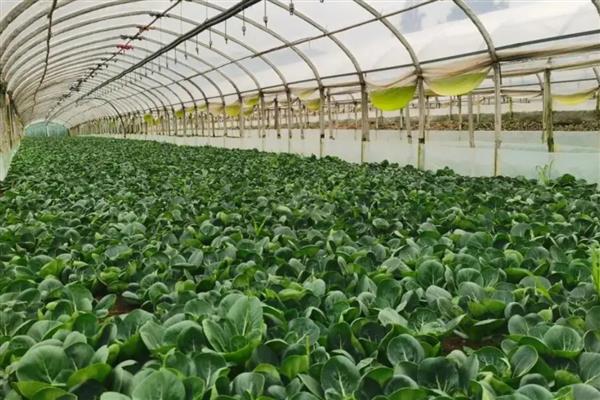 哪些蔬菜可以在6月份种植，选择辣椒、大白菜等品种