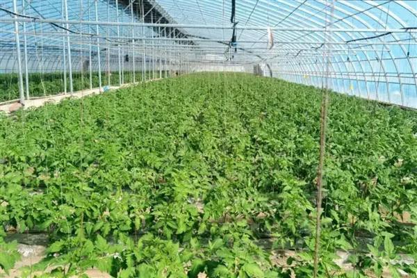 哪些蔬菜可以在6月份种植，选择辣椒、大白菜等品种